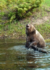 Singin in the Pond