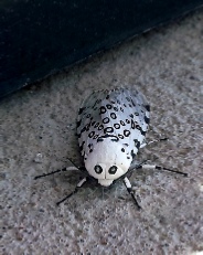 Leopard Moth