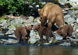 Bearaoke