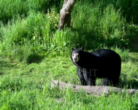 Bears Day Out