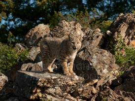 Tigers Bobcat Lynx