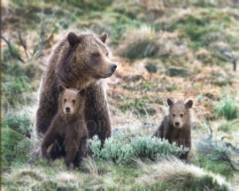 Beary Happy Family