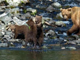 Dancing with the Bears