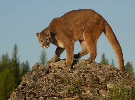 Alpha Female