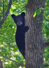 Tree Hugger