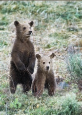 Cub Scouts